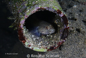 Goby in a plastic tube by Rosario Scariati 